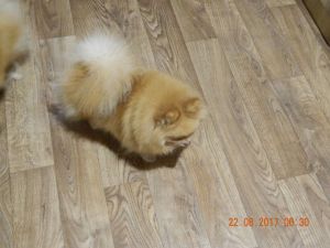 Dog Photo