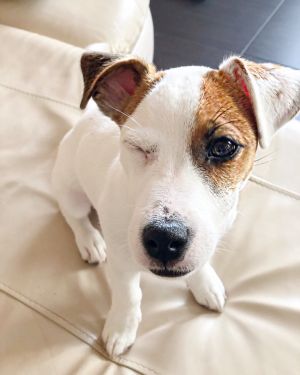 Dog Photo