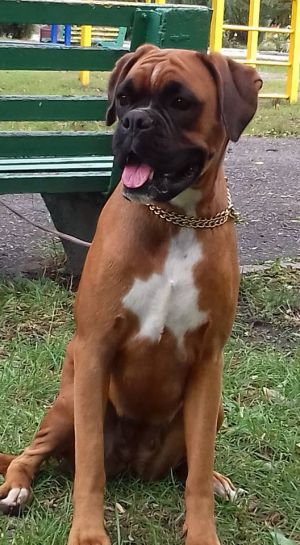 Dog Photo