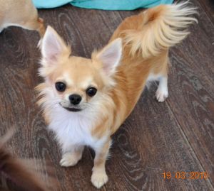 Dog Photo