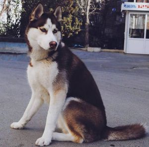 Dog Photo
