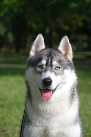 Dog Photo