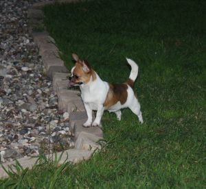 Dog Photo
