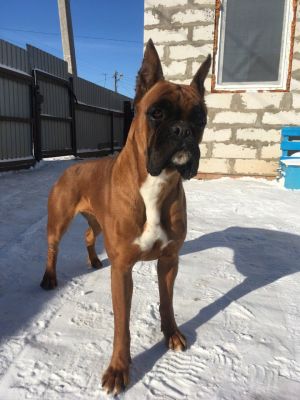 Dog Photo