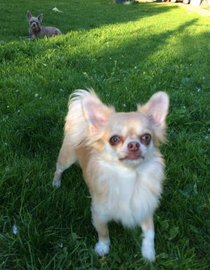 Dog Photo