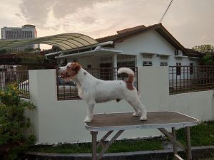 Dog Photo