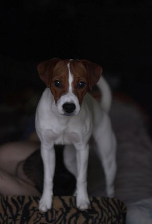 Dog Photo