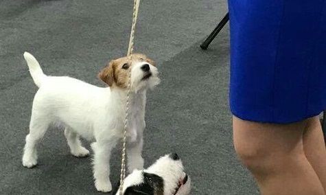 Dog Photo