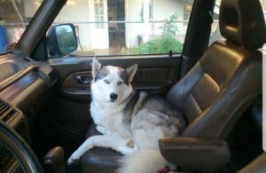 Dog Photo