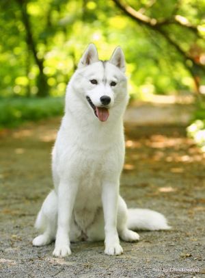Dog Photo