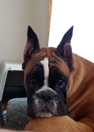 Dog Photo