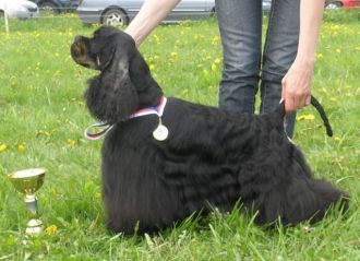 Dog Photo