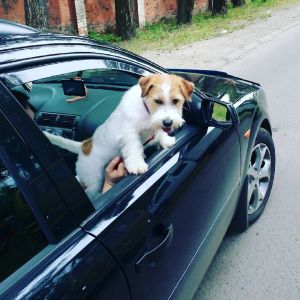 Dog Photo