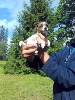 Dog Photo