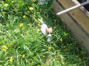 Dog Photo