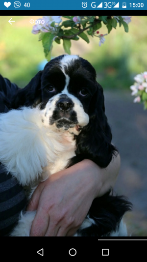 Dog Photo