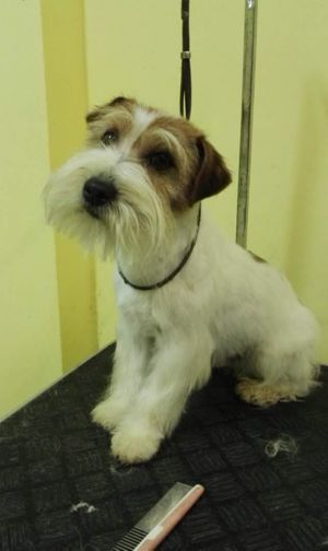 Dog Photo