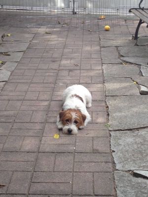 Dog Photo