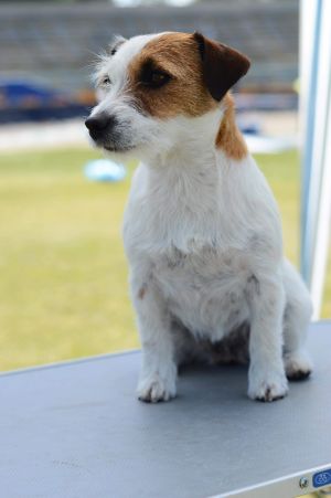 Dog Photo