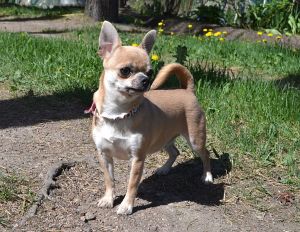 Dog Photo