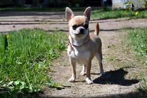 Dog Photo
