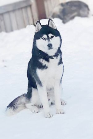Dog Photo