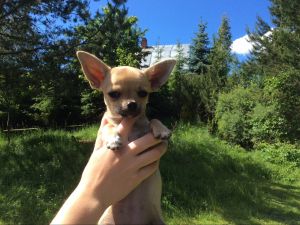 Dog Photo