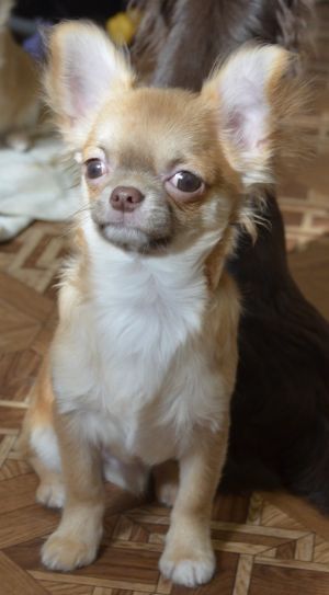 Dog Photo