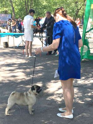 Dog Photo