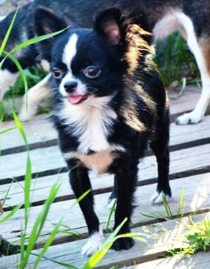 Dog Photo