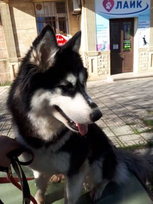 Dog Photo