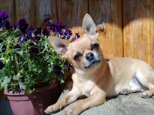 Dog Photo