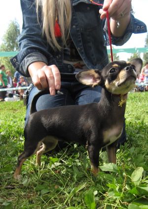 Dog Photo