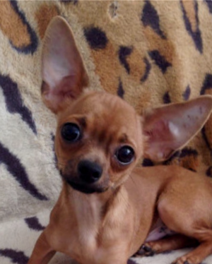 Dog Photo