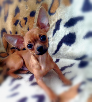 Dog Photo