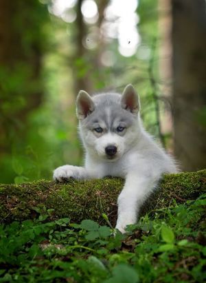 Dog Photo