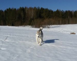 Dog Photo