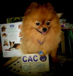 Dog Photo