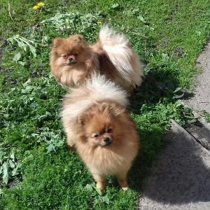 Dog Photo