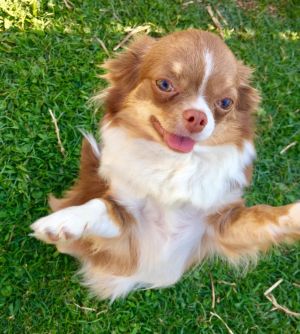 Dog Photo