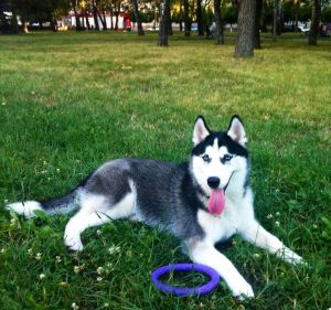 Dog Photo
