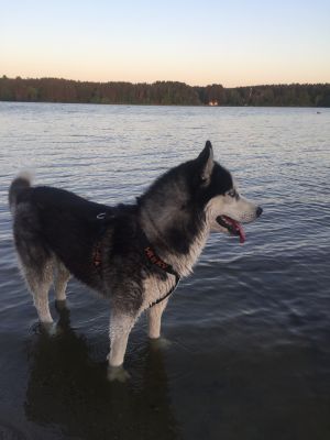 Dog Photo