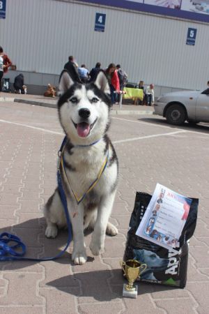 Dog Photo