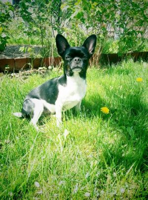 Dog Photo
