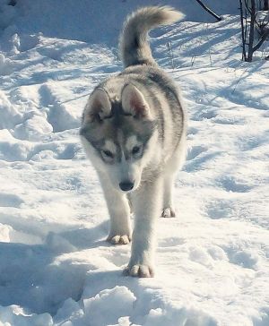 Dog Photo