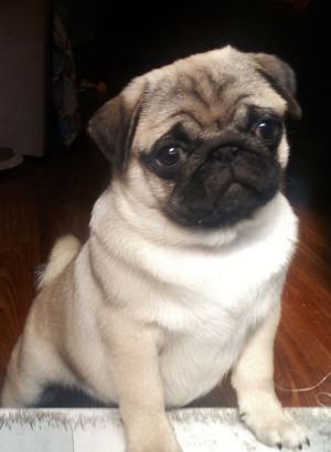 Dog Photo