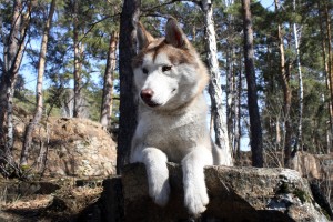 Dog Photo
