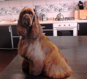 Dog Photo