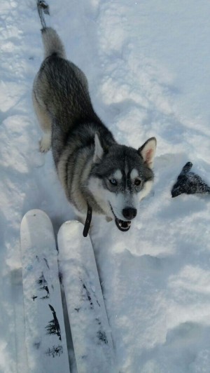 Dog Photo