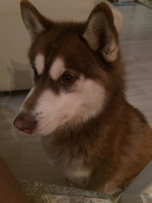 Dog Photo